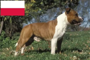 Read more about the article Staffordshire Bull Terrier crescători și căței în Polonia