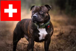 Read more about the article Staffordshire Bull Terrier crescători și căței în Elveția