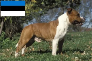 Read more about the article Staffordshire Bull Terrier crescători și căței în Estonia