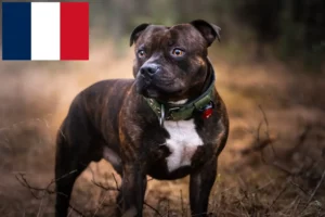 Read more about the article Staffordshire Bull Terrier crescători și căței în Franța