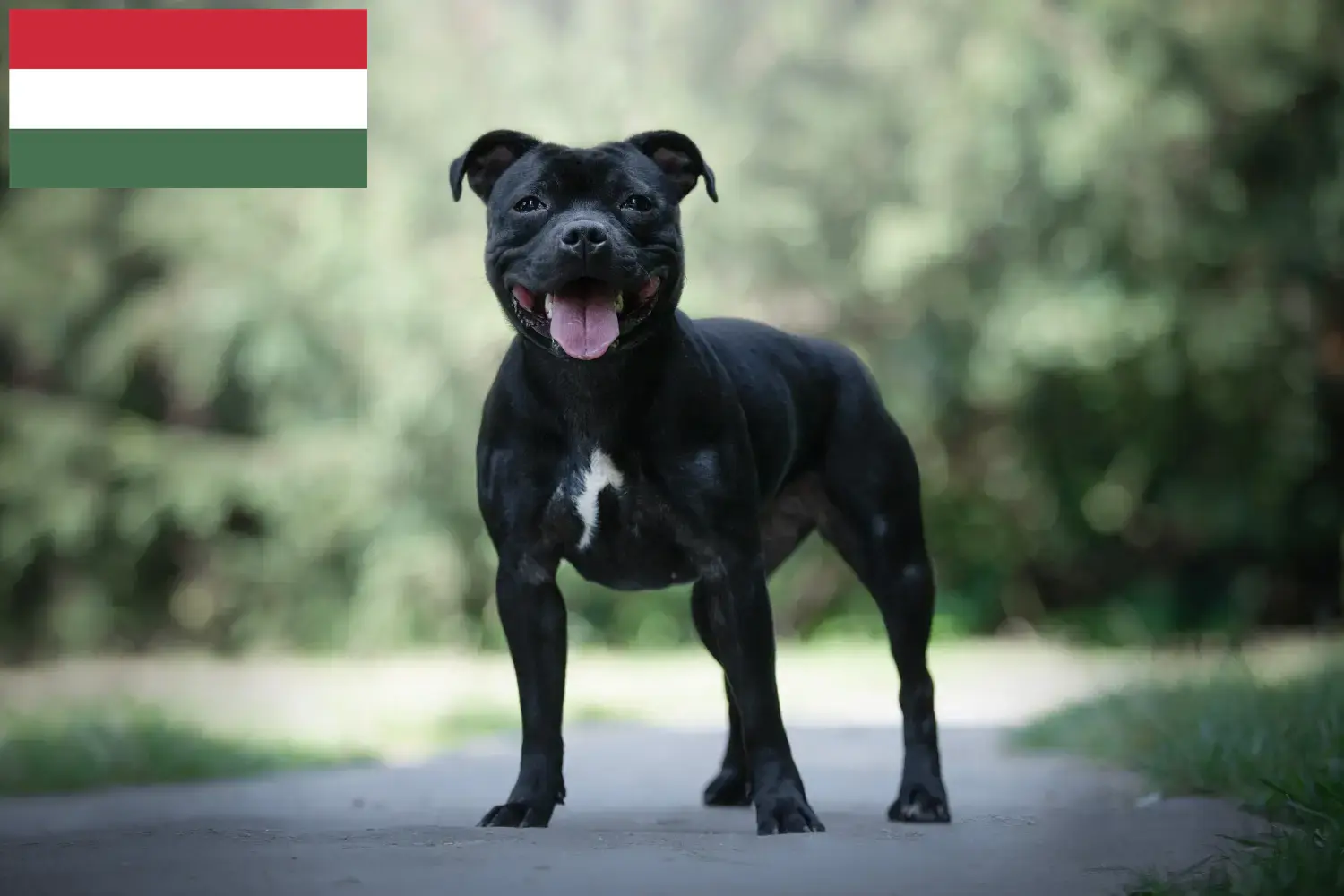 Read more about the article Staffordshire Bull Terrier crescători și căței în Ungaria