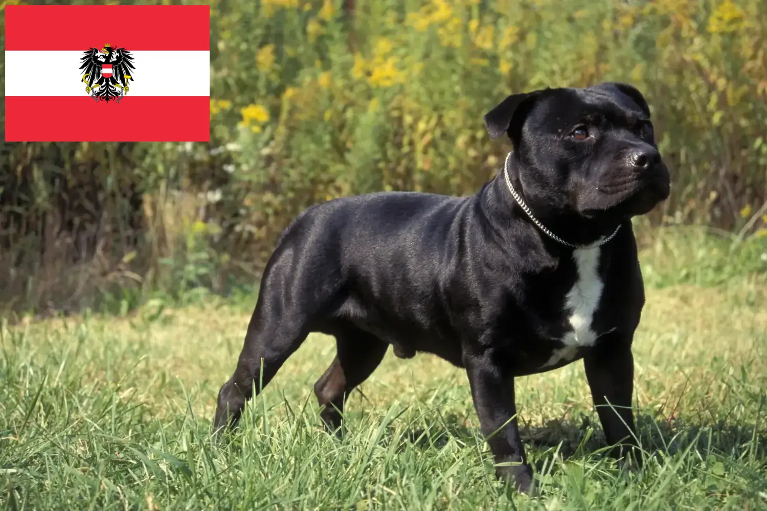 Read more about the article Staffordshire Bull Terrier crescători și căței în Austria