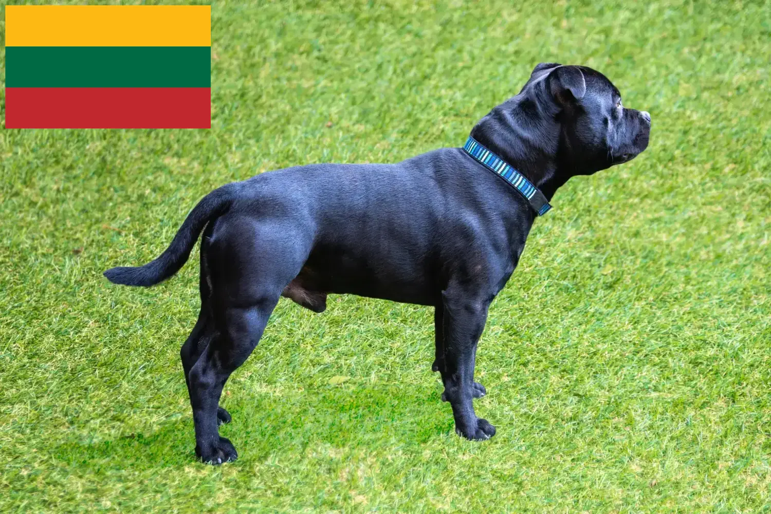 Read more about the article Staffordshire Bull Terrier crescători și căței în Lituania