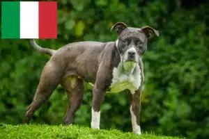 Read more about the article Staffordshire Bull Terrier crescători și căței în Italia