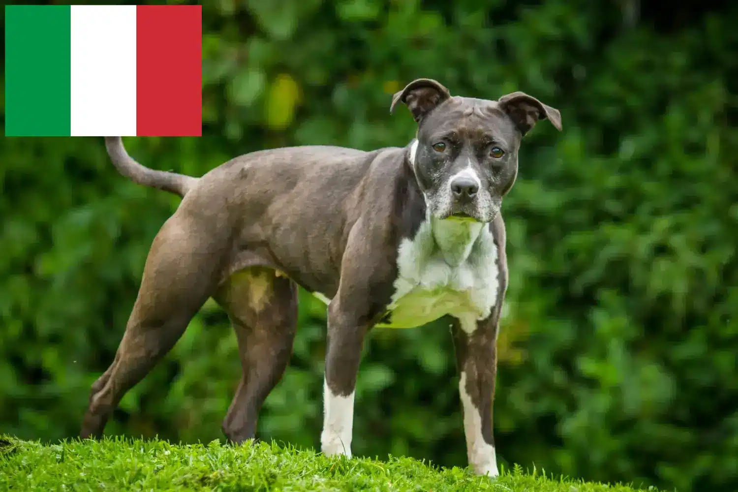 Read more about the article Staffordshire Bull Terrier crescători și căței în Italia