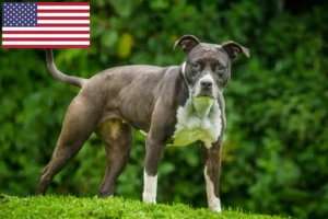 Read more about the article Staffordshire Bull Terrier crescători și căței în SUA