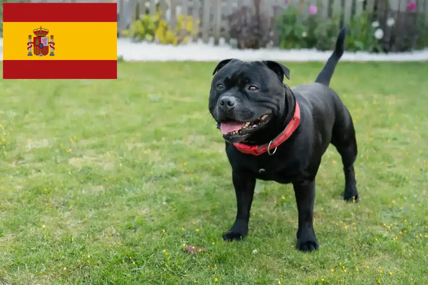 Read more about the article Staffordshire Bull Terrier crescători și căței în Spania