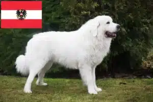 Read more about the article Tatra Sheepdog crescători și căței în Austria