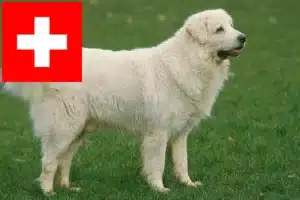 Read more about the article Tatra Sheepdog crescători și căței în Elveția