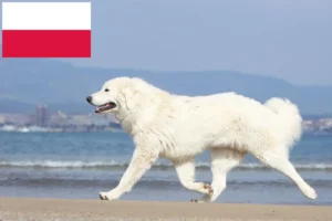 Read more about the article Tatra Sheepdog crescători și căței în Polonia