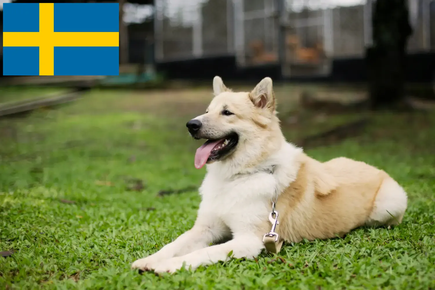 Read more about the article Thai Bangkaew Thai Bangkaew Dog Breeder și cățeluși în Suedia