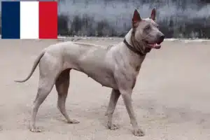 Read more about the article Thai Ridgeback crescători și căței în Franța