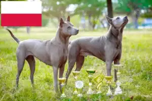 Read more about the article Thai Ridgeback crescători și căței în Polonia