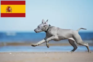 Read more about the article Thai Ridgeback crescători și căței în Spania