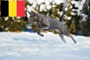 Read more about the article Thai Ridgeback crescători și căței în Belgia