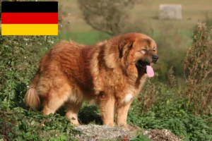 Read more about the article Tibetan Mastiff crescători și căței în Germania