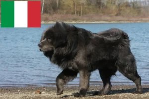 Read more about the article Tibetan Mastiff crescători și căței în Italia