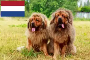 Read more about the article Tibetan Mastiff crescători și căței în Olanda