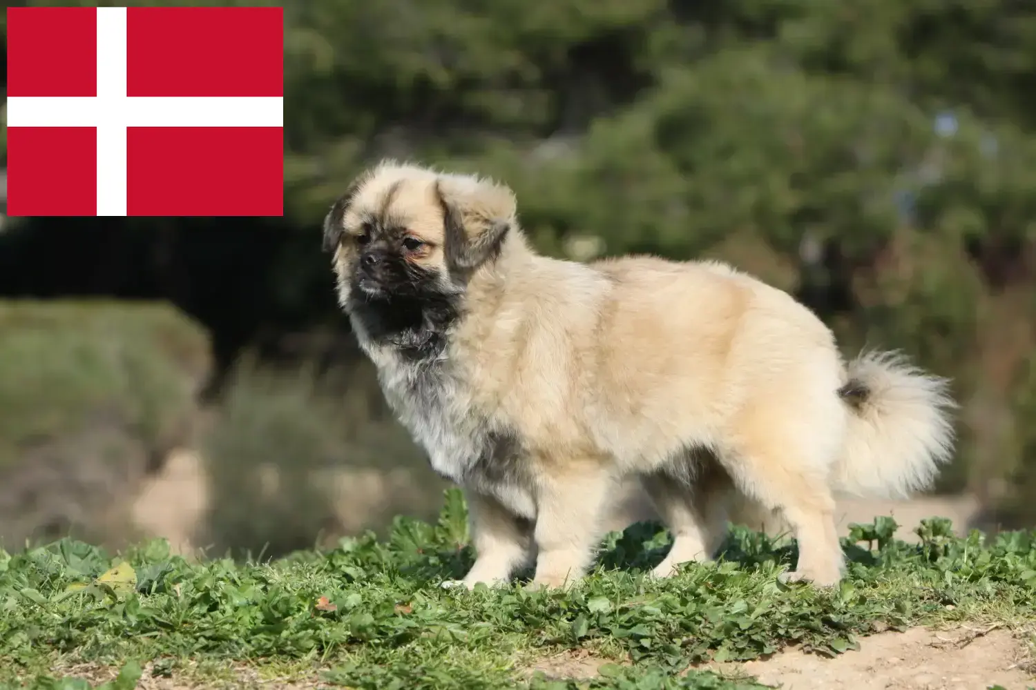 Read more about the article Tibetan Spaniel crescători și căței în Danemarca