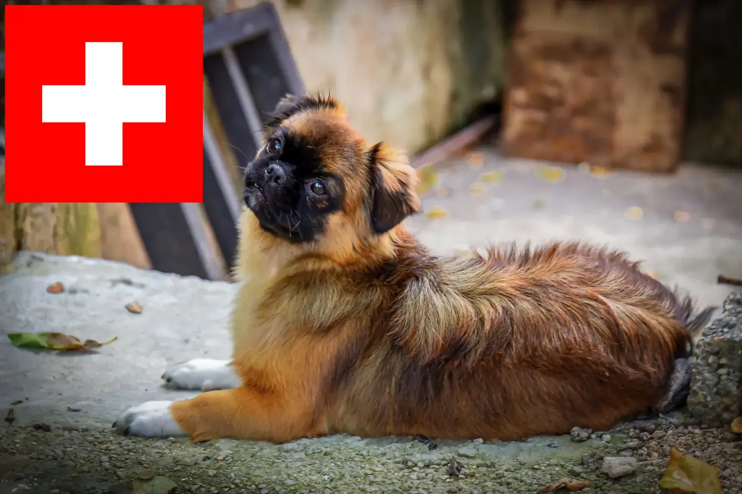 Read more about the article Tibetan Spaniel crescători și căței în Elveția