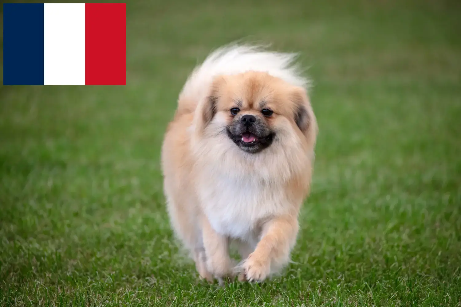 Read more about the article Tibetan Spaniel crescători și căței în Franța