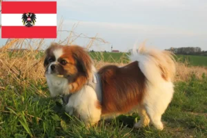 Read more about the article Tibetan Spaniel crescători și căței în Austria