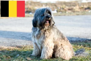 Read more about the article Tibetan Terrier crescători și căței în Belgia