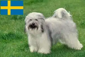 Read more about the article Tibetan Terrier crescători și căței în Suedia