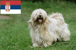 Read more about the article Tibetan Terrier crescători și căței în Serbia