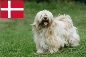 Read more about the article Tibetan Terrier crescători și căței în Danemarca