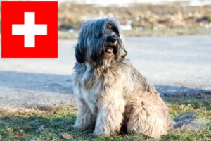 Read more about the article Tibetan Terrier crescători și căței în Elveția