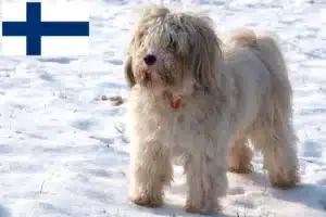 Read more about the article Tibetan Terrier crescători și căței în Finlanda