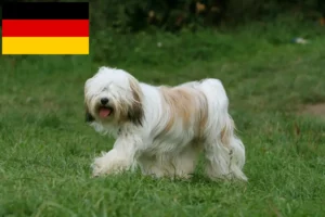 Read more about the article Tibetan Terrier crescători și căței în Germania