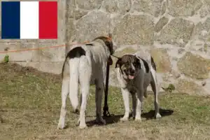 Read more about the article Transmontano Ciobănesc Ciobanesc Dog Breeder și cățeluși în Franța