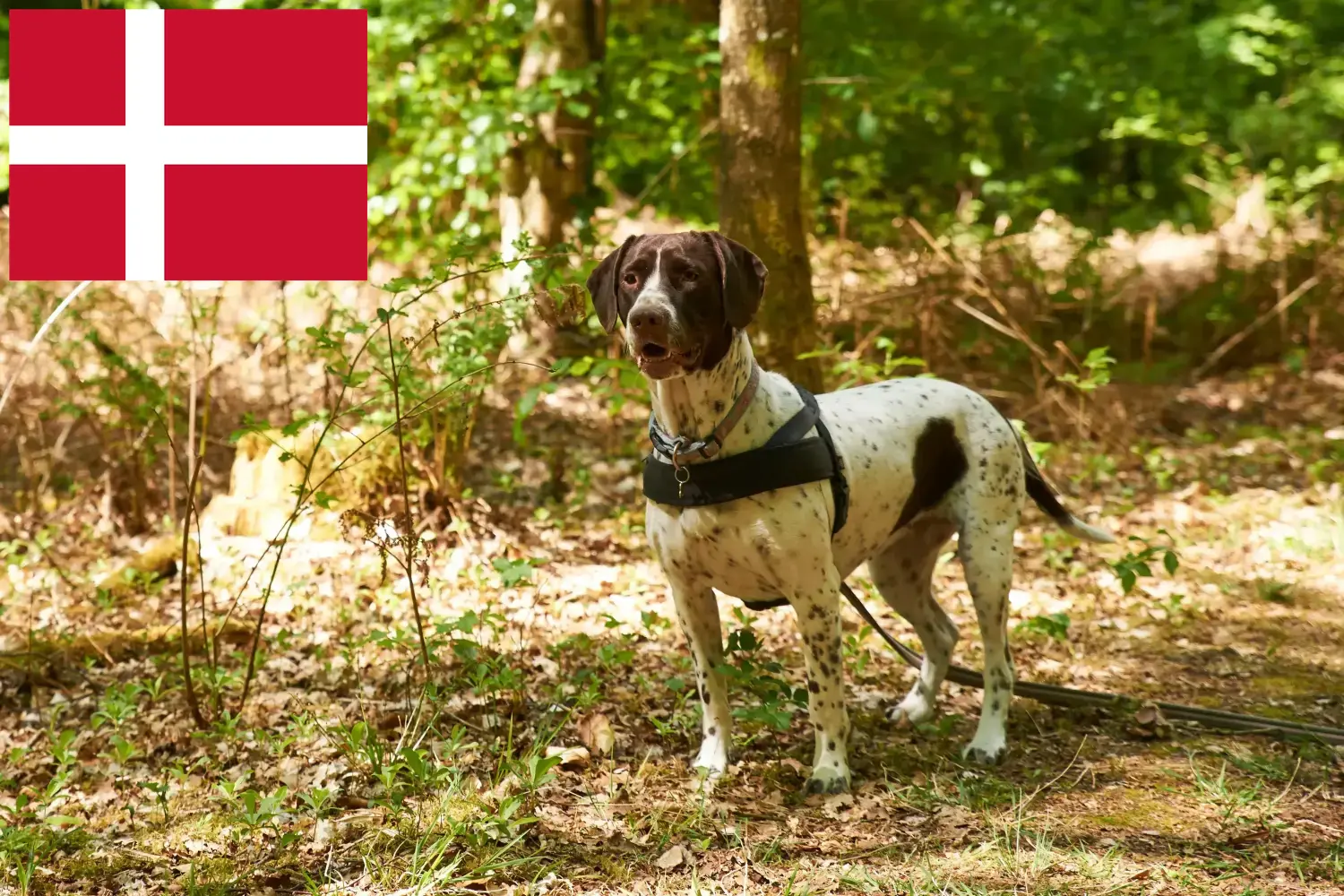 Read more about the article Old Danish Pointing Dog Breeder și cățeluși în Danemarca