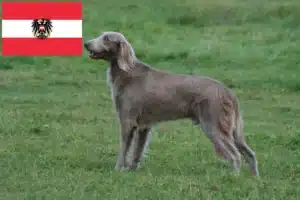 Read more about the article Weimaraner crescători și căței în Austria