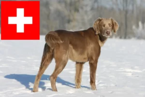 Read more about the article Weimaraner crescători și căței în Elveția