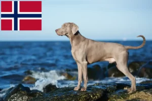 Read more about the article Weimaraner crescători și căței în Norvegia