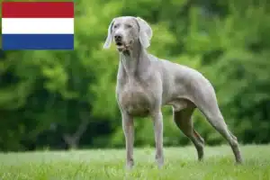 Read more about the article Weimaraner crescători și căței în Olanda