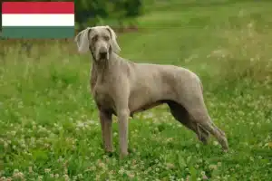 Read more about the article Weimaraner crescători și căței în Ungaria