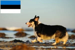 Read more about the article Welsh Corgi crescători și căței în Estonia