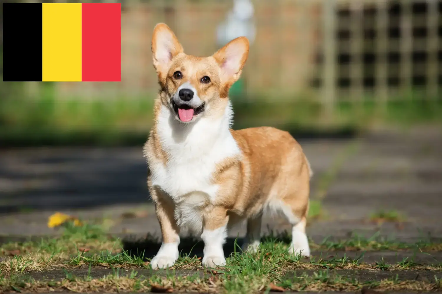 Read more about the article Welsh Corgi crescători și căței în Belgia