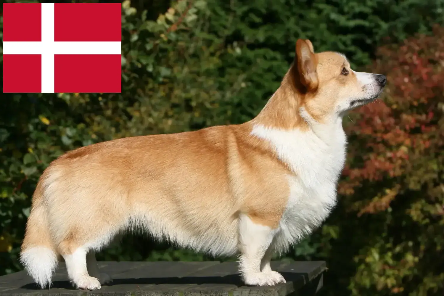 Read more about the article Welsh Corgi crescători și căței în Danemarca