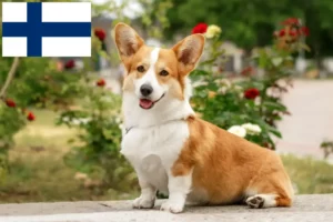 Read more about the article Welsh Corgi crescători și căței în Finlanda