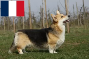 Read more about the article Welsh Corgi crescători și căței în Franța