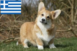 Read more about the article Welsh Corgi crescători și căței în Grecia