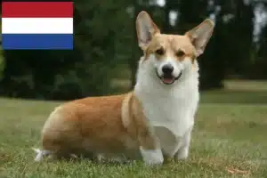 Read more about the article Welsh Corgi crescători și căței în Olanda