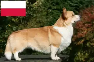 Read more about the article Welsh Corgi crescători și căței în Polonia