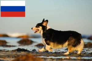 Read more about the article Welsh Corgi crescători și căței în Rusia