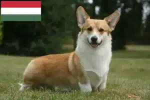 Read more about the article Welsh Corgi crescători și căței în Ungaria